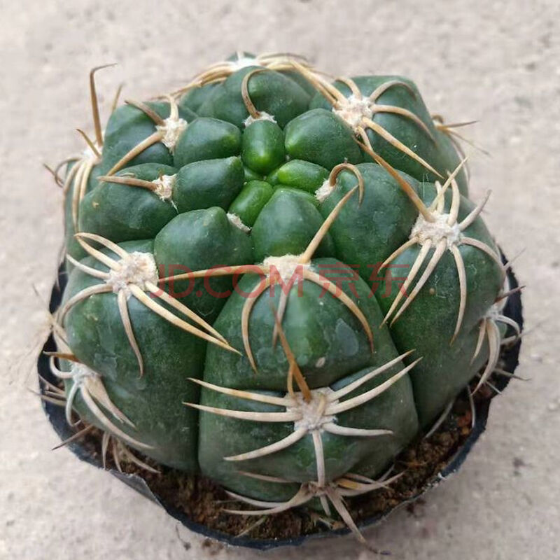 精品仙人球【超大绯花玉】 易养美观开花 绿植盆栽f8 精品天王7-8cm