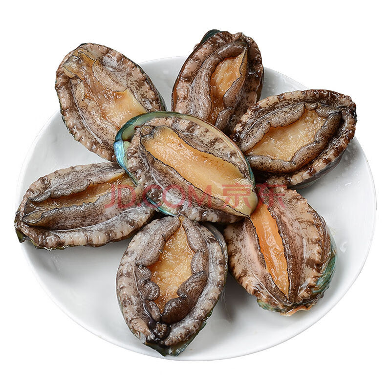 闻度鲜 新鲜鲜活大鲍鱼活体贝类海鲜鲜活水产超大刺身小鲍鱼1斤2斤 小