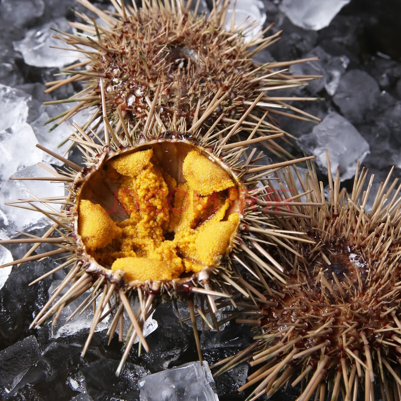 【活鲜】味库 黄海胆 鲜活 150-180g/只*4 大连海胆 海鲜水产