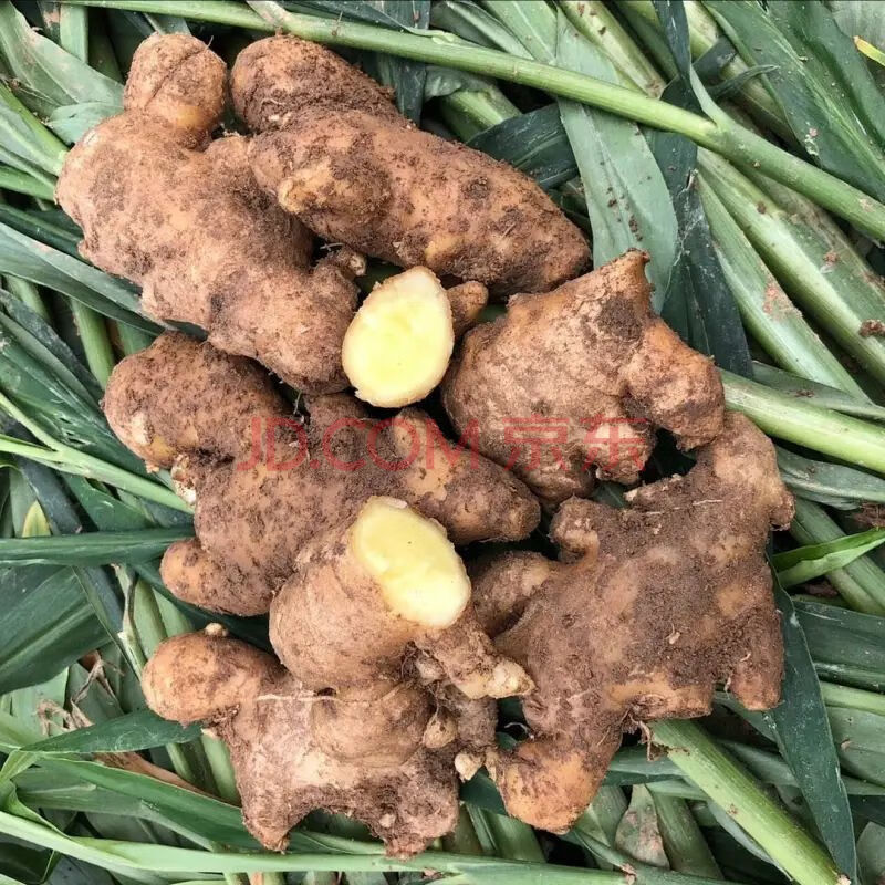 【坏姜包赔】山东老姜新鲜大姜月子生姜土姜黄姜1/2/3/5/8斤 1斤精选