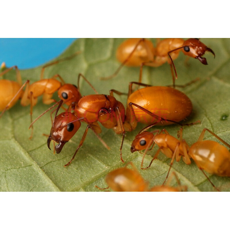 由子全黄黄金土耳其弓背蚁 camponotus turcestanus活体宠物蚂蚁工坊
