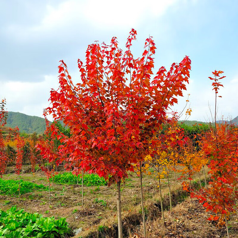 花卉苗木 樹苗北方 景觀樹 風景樹 庭院風景樹 觀賞樹 美國紅楓樹苗