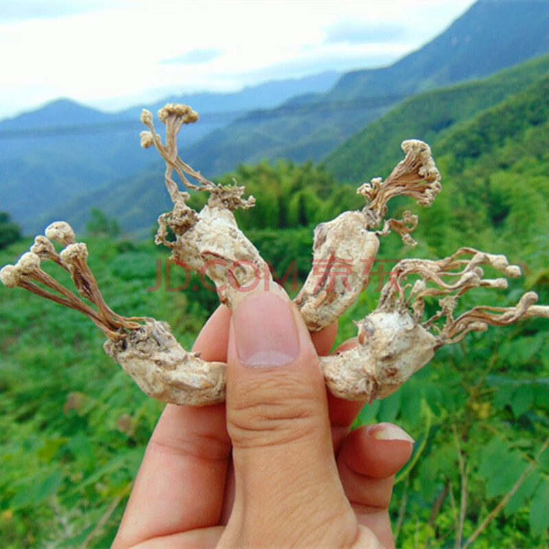 大别山区 野生金蝉花竹林蝉花土蝉花 金蝉花新货蛹虫草金蚕花 半斤装
