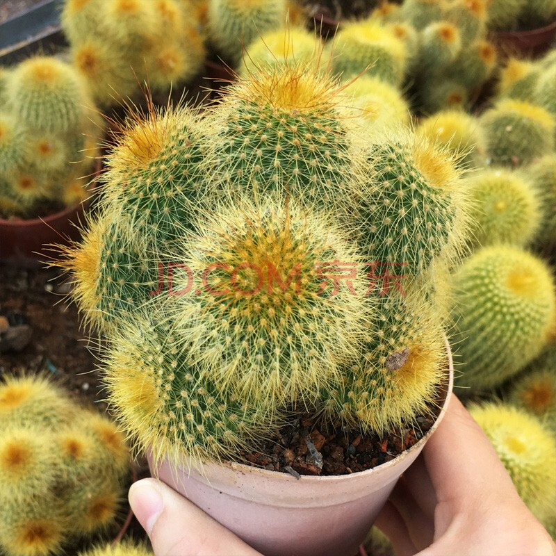 莎之槿园艺【多款带刺开花仙人球】仙人掌科多肉植物玉翁绯花玉星兜