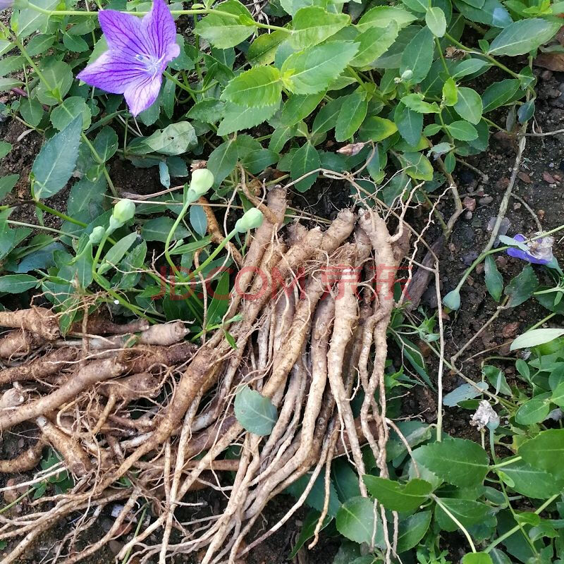 桔梗三年生新鲜桔梗500克伏牛山农家现挖原生态高海拔狗宝咸菜干 桔梗