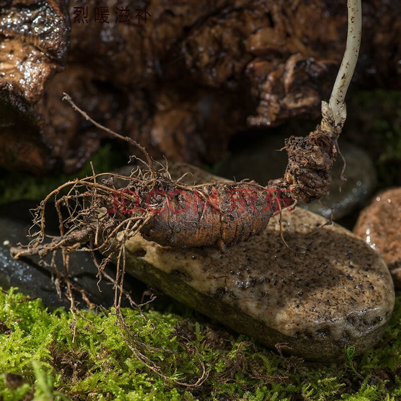 老山参千年鲜人参长白山东北人参野山参新鲜林下参矷山参泡酒 微残参3