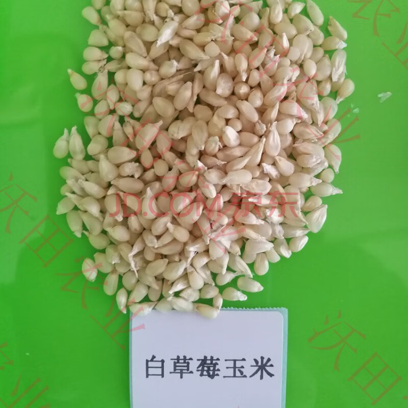 菠萝草莓水果玉米种子爆裂玉米种籽迷你甜脆生吃阳台盆栽四季 白草莓