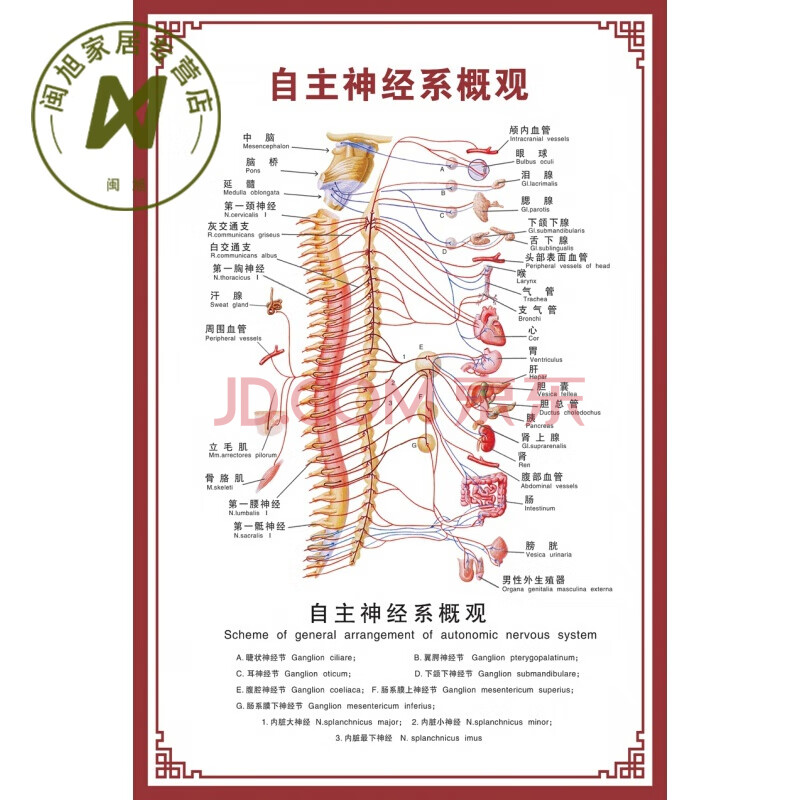 脊柱相关疾病人体脊椎全息图健康速查表美容院装饰画中医馆挂图 自主