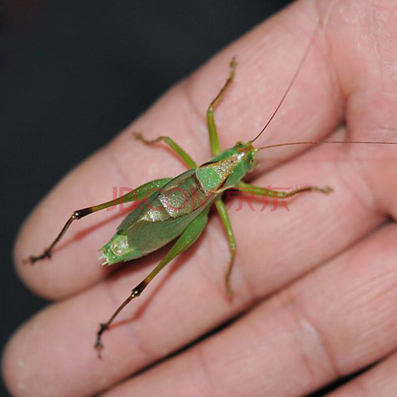 新脱活体鸣虫冬蝈 天津名家份房出品 精品铁皮蝈蝈活虫活物 扎嘴1只