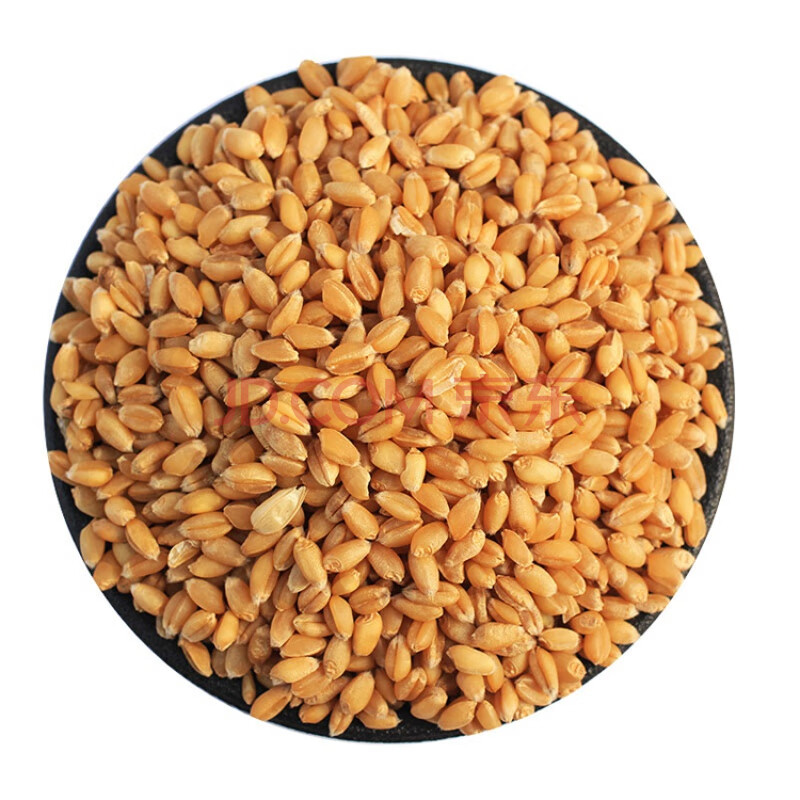 5斤农家自产小麦粒磨面做麦酱发麦苗小麦草种子带皮麦子种籽
