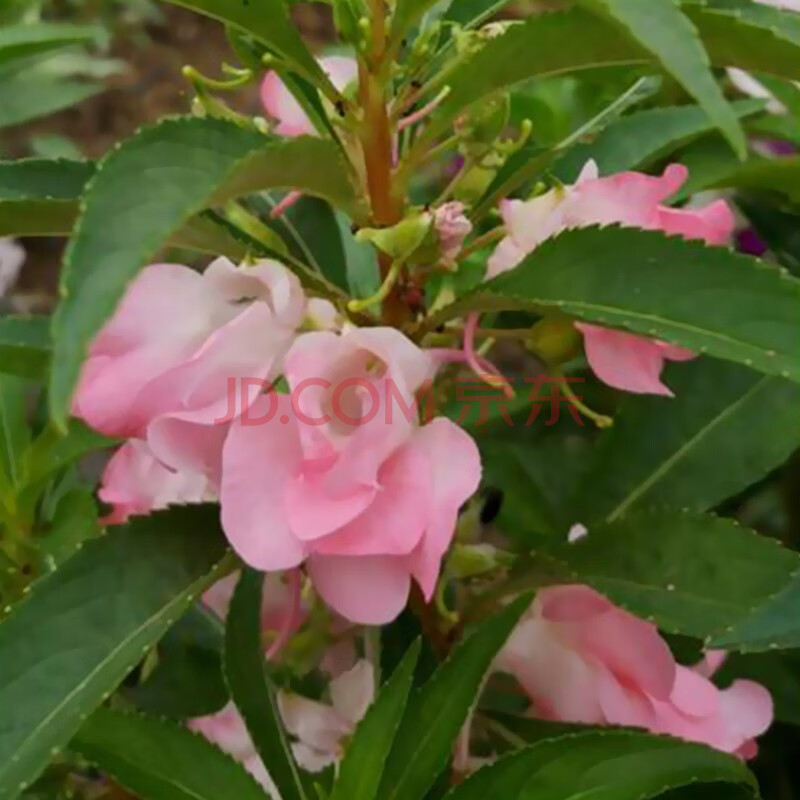 鳳仙花種子茶花鳳仙種子草花庭院花園四季種植指甲花種子易活 單瓣