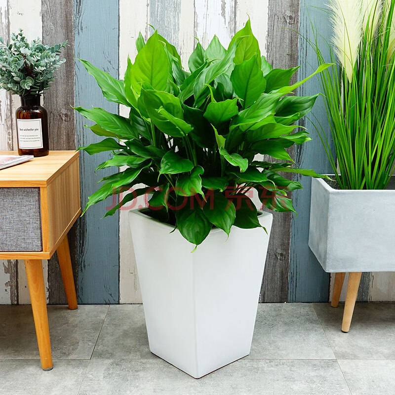 青叶万年青盆栽室内客厅办公室吸甲醛净化空气四季常青大绿植 小青叶