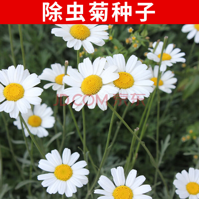 易商白晶菊种子花卉种子白雏菊种子西洋滨菊种子大滨菊种子除虫菊种