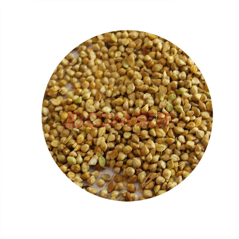 小米草种子水草鱼龙虾螃蟹鸟雀叶稗草籽湖南稷子水稗草耐旱耐水淹