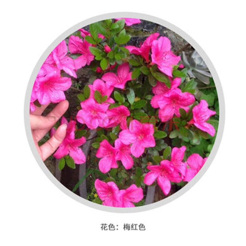 杜鹃苗木 树苗四季常青庭院绿化苗木 花园植物庭院绿植花卉毛杜娟