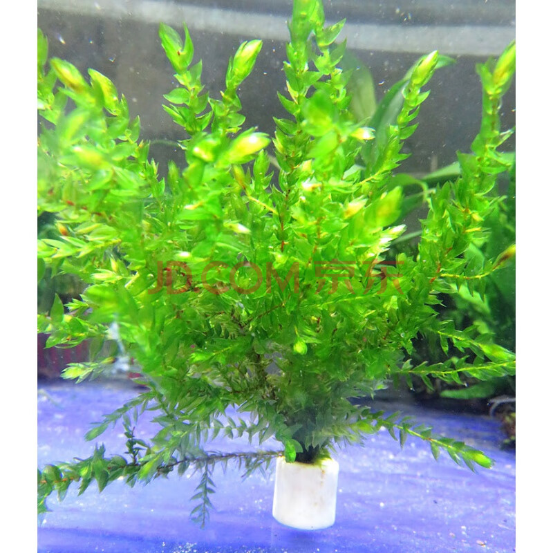 树成品大三角天然活体真水草套餐水族箱装饰 荧光黄 翡翠莫斯树2颗