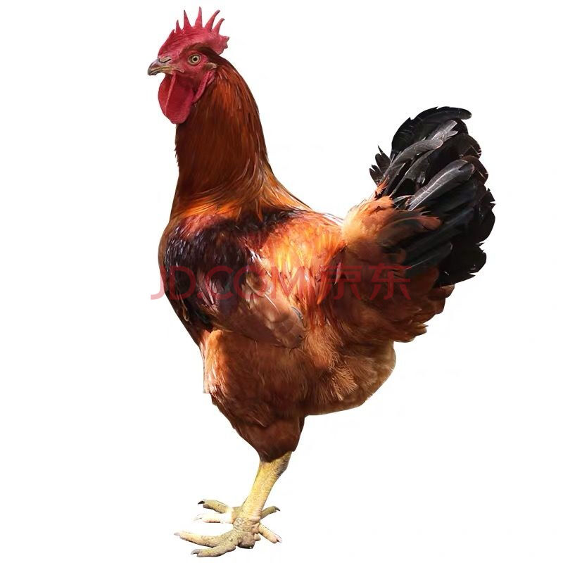 【三只装】土公鸡草公鸡童子鸡农家散养鸡山林走地鸡农村整鸡 (超精品