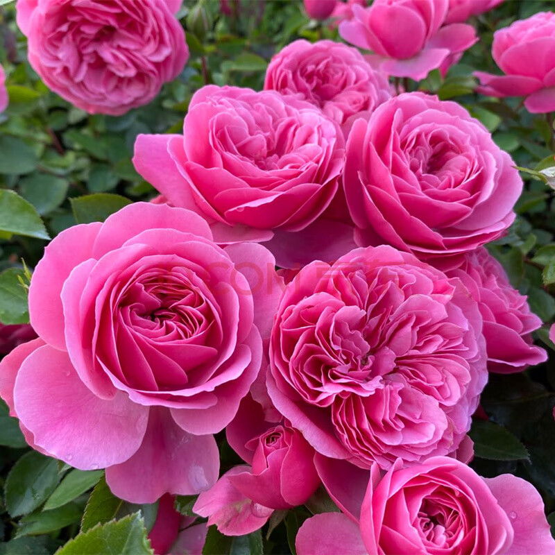 灌木月季特大花浓香果汁阳台庭院花卉植物盆栽蔷薇玫瑰花苗z5 粉色