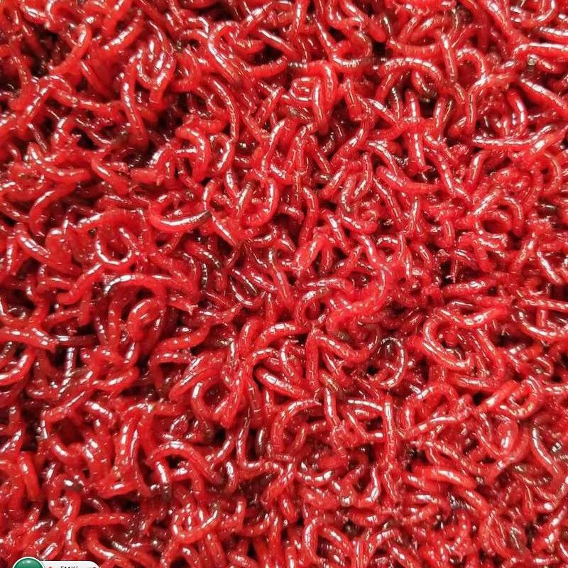 鲜活红虫活体活饵公虫钓鱼饵特大号大号小号拉饵 大号黑头公虫50克