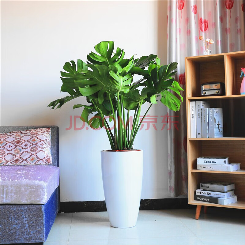 龟背竹开背竹盆栽大盆植物室内花苗新房装修大型绿植办公室客厅四季