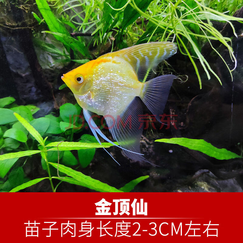 神仙魚燕魚秘魯燕魚魚苗活包活寵物套餐天使魚熱帶魚小型 金頂仙苗子