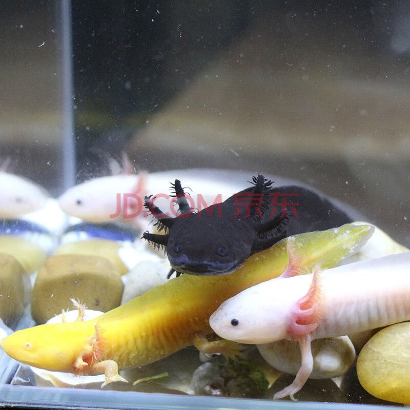 麦叮卡恐龙鱼六角鱼宠物冷水观赏鱼淡水鱼霸王火龙鱼 黄金龙1条 乌