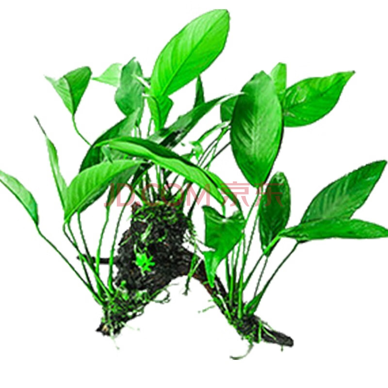 植鱼 鱼缸水草 活体真水草 水族箱造景装饰 中景草 沉木丹麦水榕三头*
