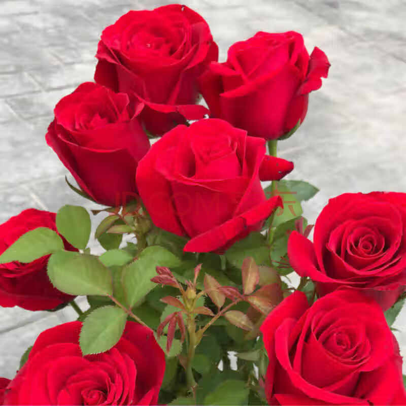 玫瑰花苗花卉观花绿植物室内阳台盆栽大花浓香月季小苗z5 卡罗拉 不含