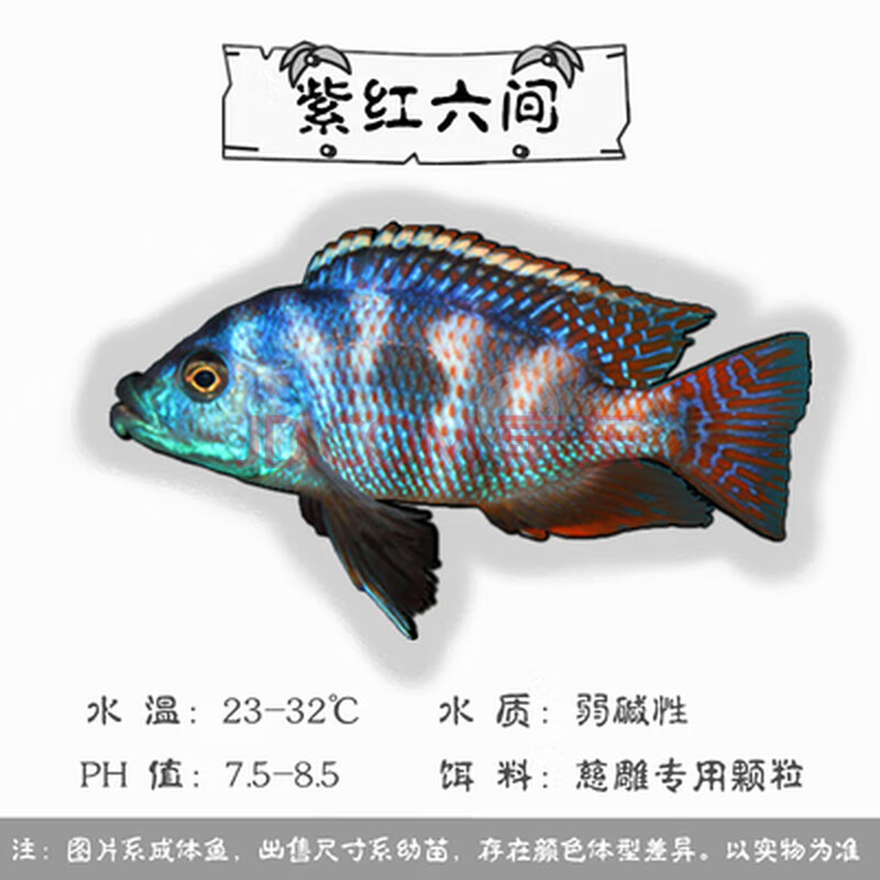 慈鲷鱼马鲷坦鲷杂鲷岩栖雀鲷王子阿里活体鱼 兰花色 紫红六间【未发色