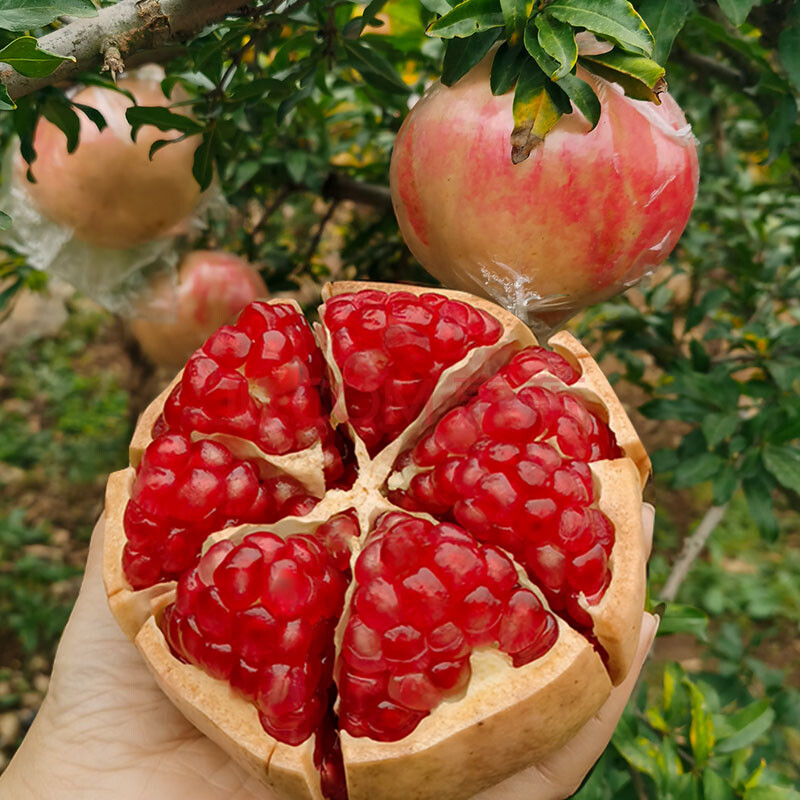 石榴 新鲜水果 临潼石榴 新鲜陕西西安特产大甜红当季水果 5斤