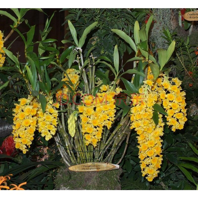 密花石斛(带根石斛苗盆栽 附生兰)500克 500g