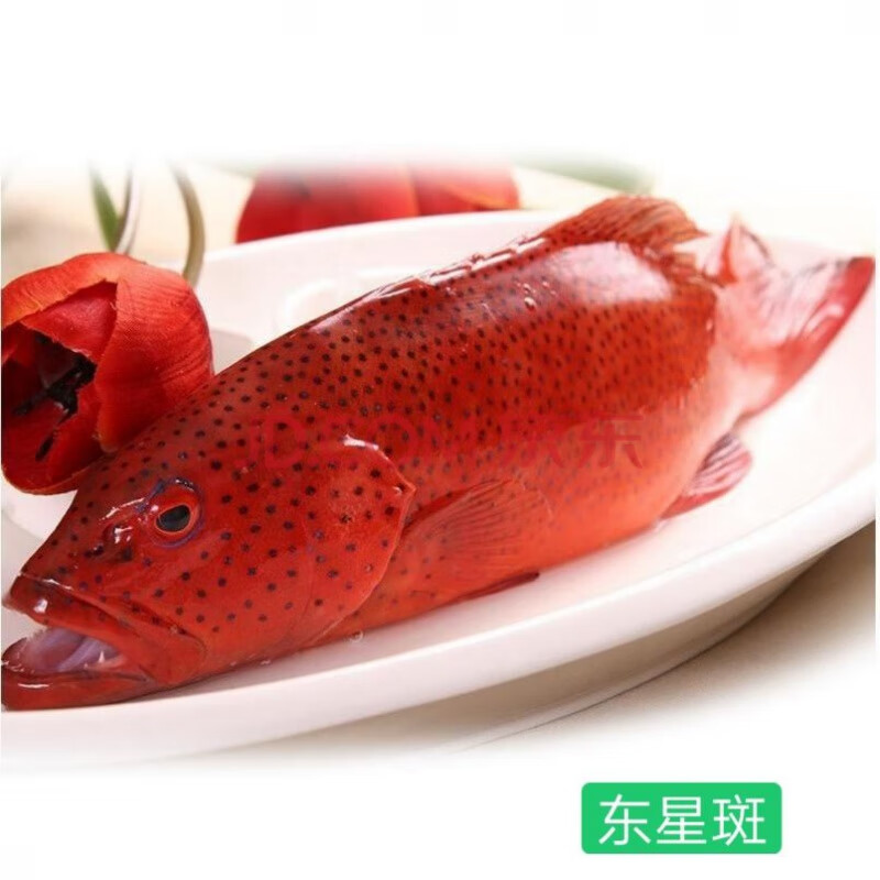 海鲜石斑鱼鲜活石斑鱼石斑鱼冷冻海鸡鱼海鲜珍珠斑鱼龙胆 东星斑鱼1条