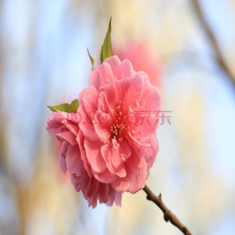 重瓣桃花寿心桃盆栽嫁接寿星桃苗 碧桃盆景桃树苗树 观赏桃花 粉色