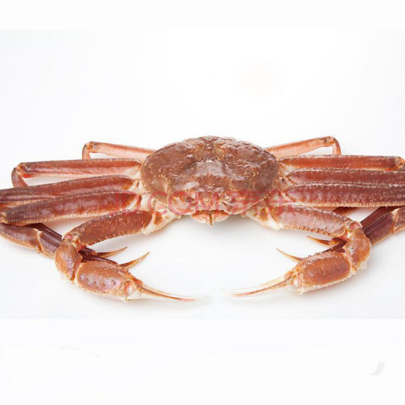 鲜活冰鲜松叶蟹蟹冰鲜长脚蟹生冻板蟹帝皇蟹大螃蟹面包蟹 1000g (冰鲜