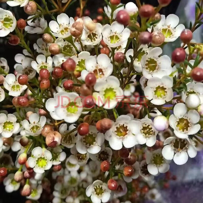 白色澳洲臘梅-新春限購 澳梅鮮花臘梅鮮花澳洲臘梅鮮花水養 澳洲臘梅