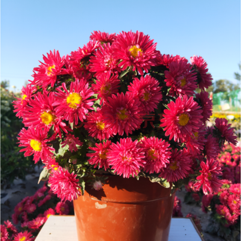 花卉植物花籽花海 矮杆重瓣翠菊/红色/半斤