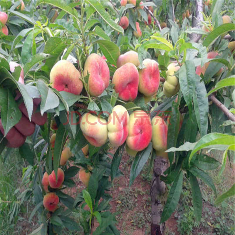 苗水蜜桃苗桃树南方北方种植嫁接果树苗特大新品种桃子苗桃树 蟠桃