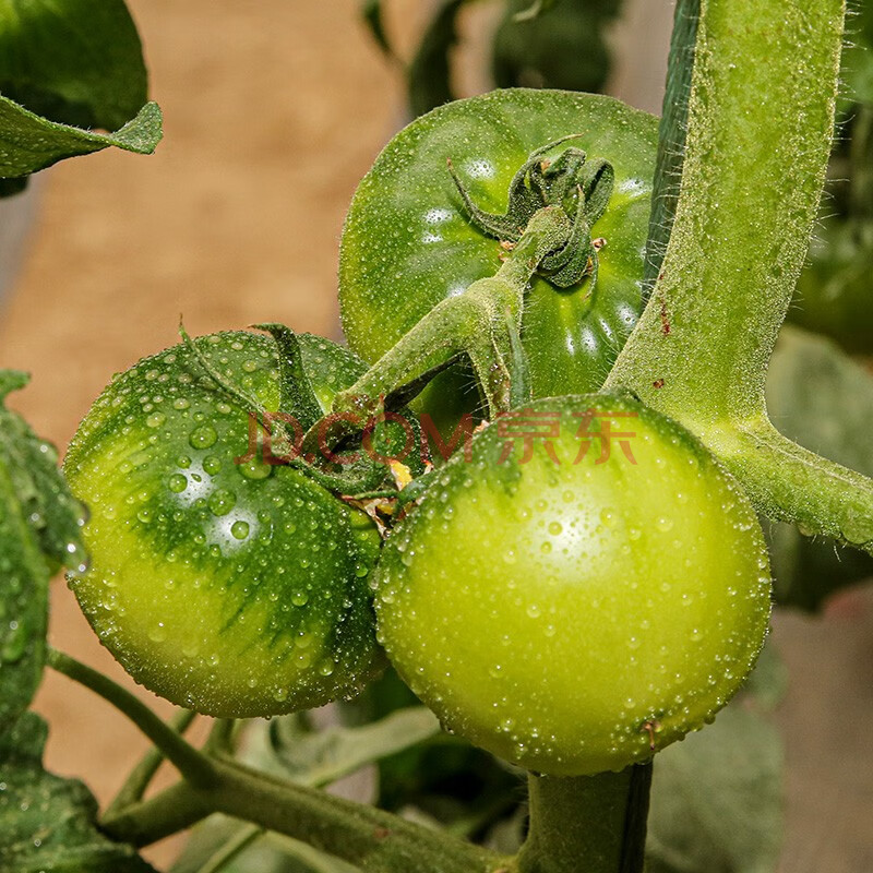 西紅柿家庭種植春秋季蔬菜種籽陽臺庭院大田疏萊水果種孑菜籽秧苗菜仔