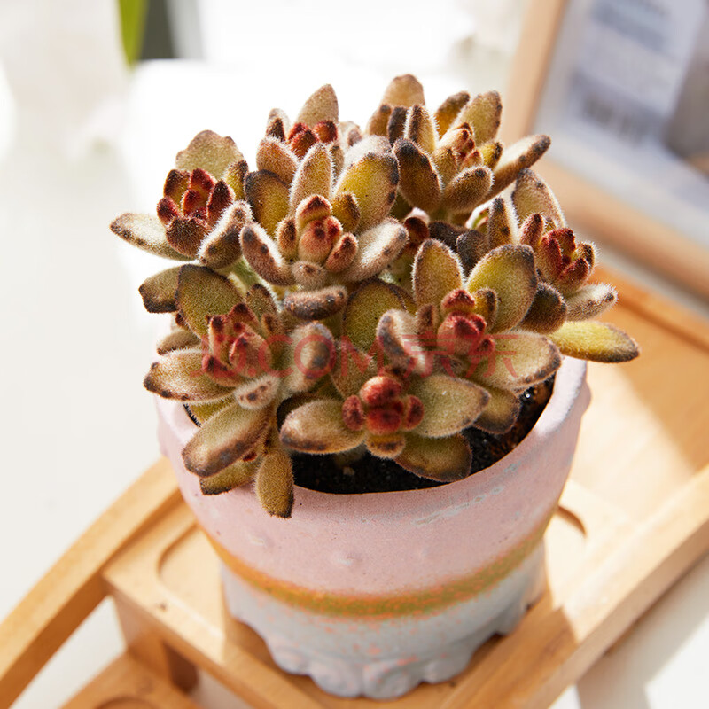 巧克力兔耳多肉植物阳台可爱小萌物肉肉植物高品质颜色正 巧克力兔耳