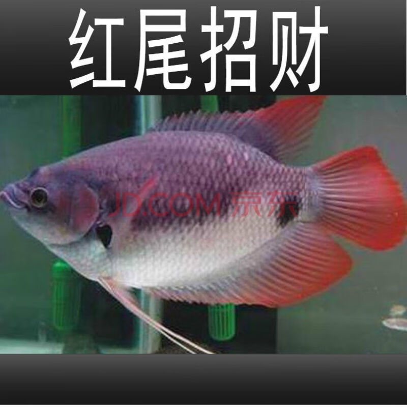 招財魚戰船活體黑眼紅眼招財熱帶觀賞魚大中型風水魚發財魚 13-15cm紅