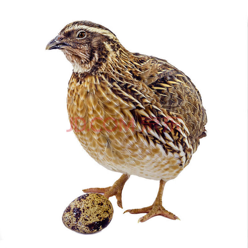 鹌鹑鸟活体天天下鹌鹑蛋黄羽沙维鹌鹑鸡青年种鸟包活 3公7母 【到家可