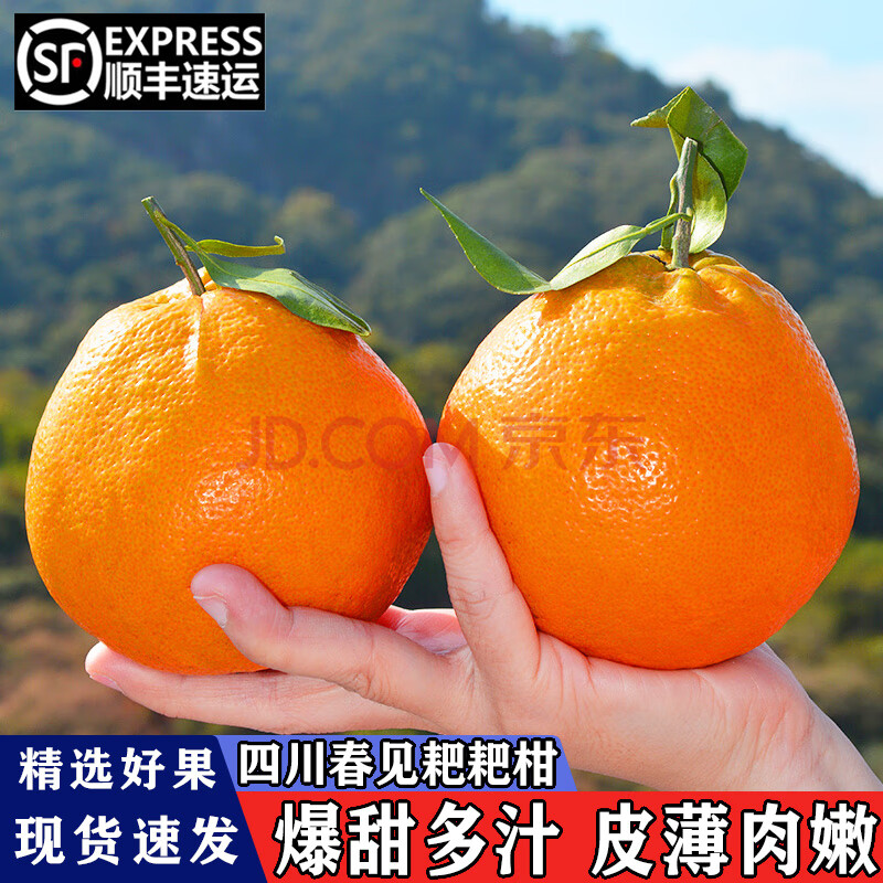 春见与丑八怪的区别(春见和丑八怪一样吗)