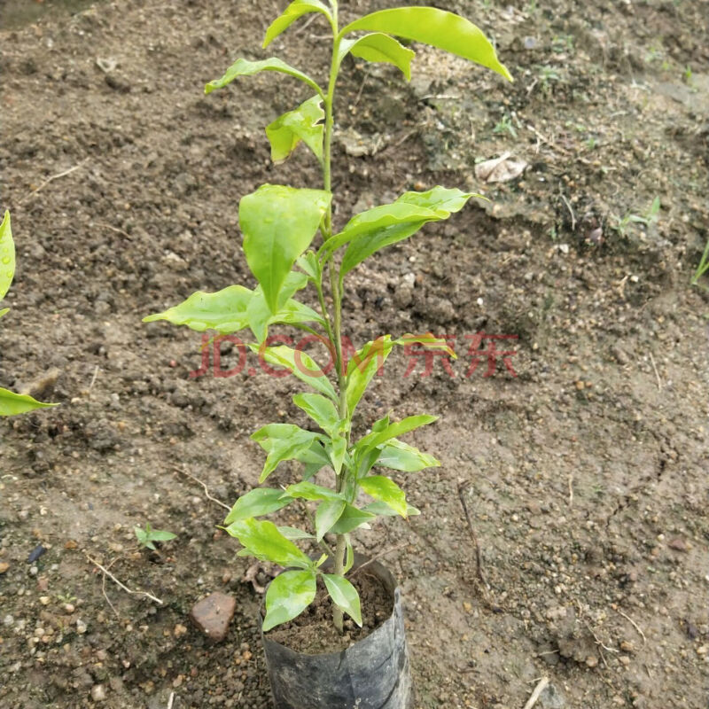 名貴苗木金絲楠木樹苗正宗海南沉香苗黃花梨小葉紫檀降香奇楠沉香