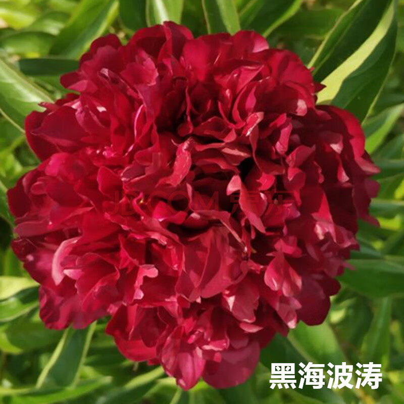 菏泽观赏芍药花苗重瓣大苗根块带芽发货四季盆栽庭院山东特级 黑海波