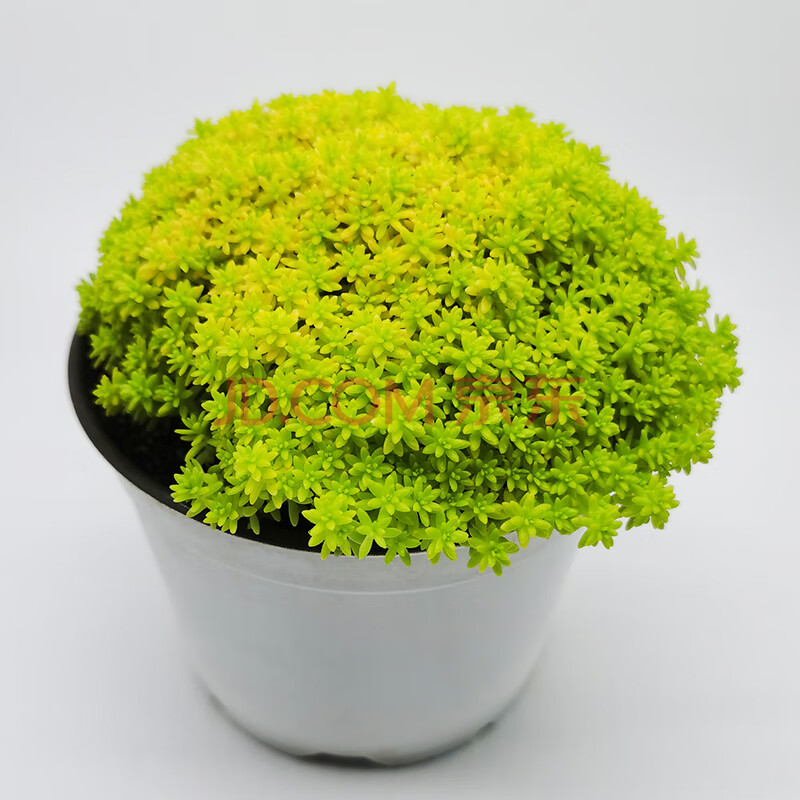 黄金 薄雪万年草多肉植物 造型可爱绿植护盆草易成活 黄金万年草12cm