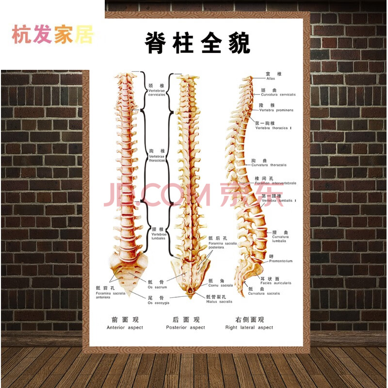 人體椎間盤常見病變頸椎脊椎全息圖骨骼掛圖醫院腰椎間盤突出牆貼