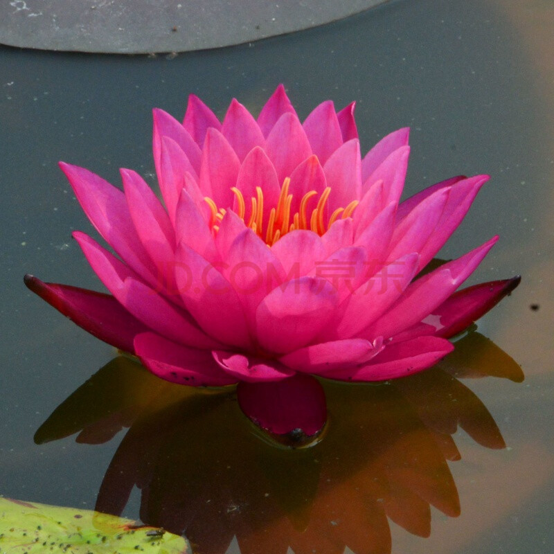 大睡莲根块 水养庭院花盆水培植物荷花苗种藕 碗莲种子水培碗莲根茎