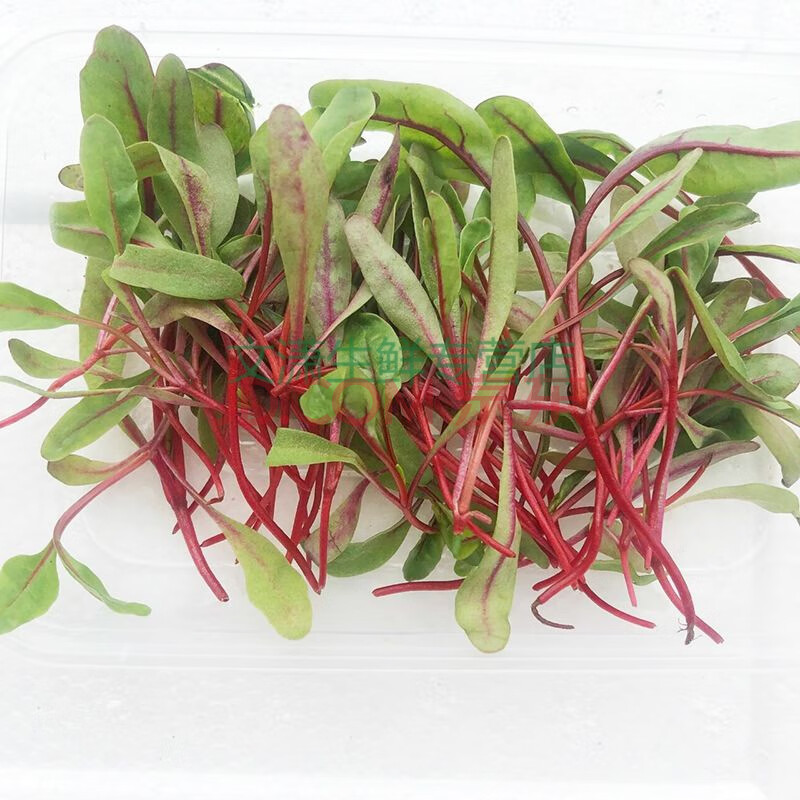 甜菜苗新鲜小叶可食用芽苗酒店西餐摆盘装饰多规格可选 四盒