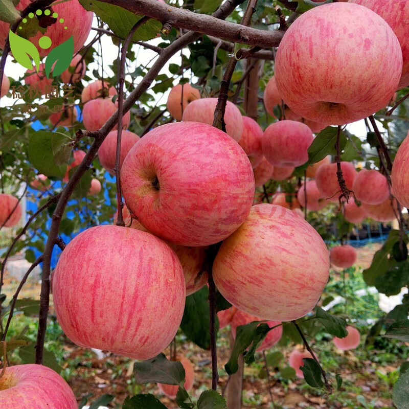 栖霞苹果 10年丰产苗【硕果累累】