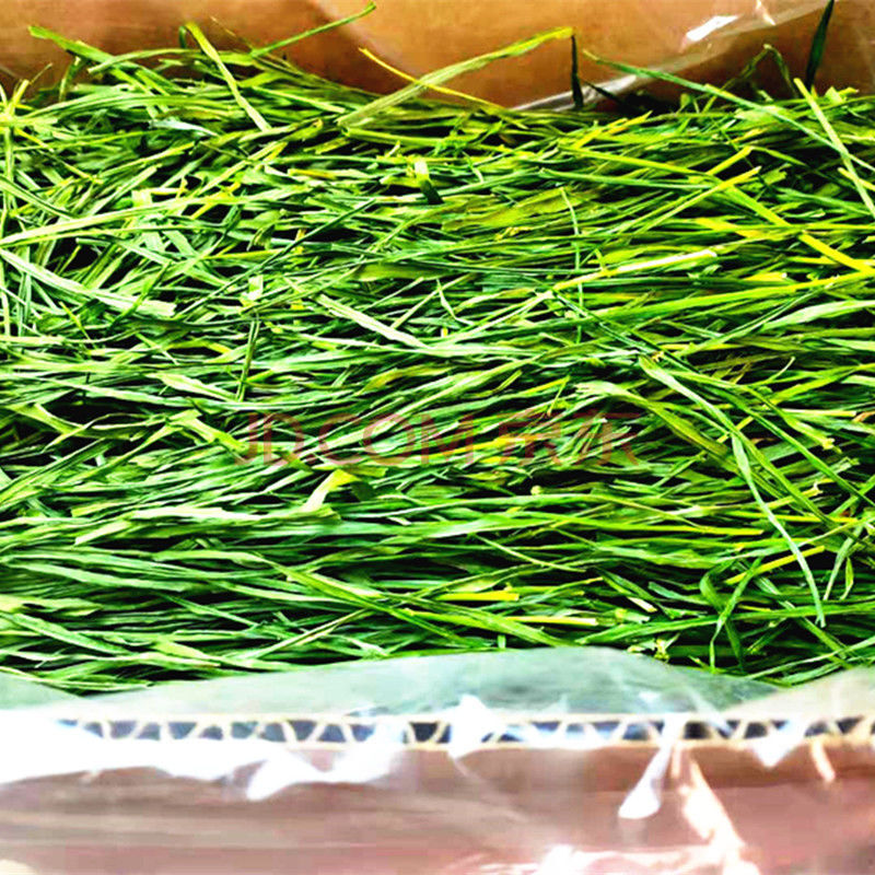 苜蓿草紫花苜蓿草饲料幼兔兔子草龙猫草荷兰猪草牧草兔粮苜宿草 冬季
